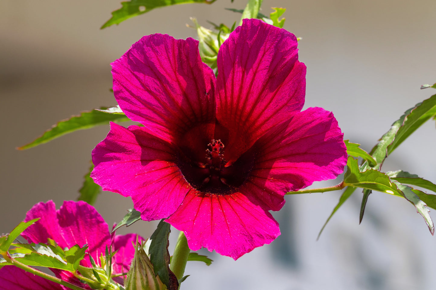 10 KENAF HIBISCUS Cannabinus Indian Hemp Red Flower Seeds