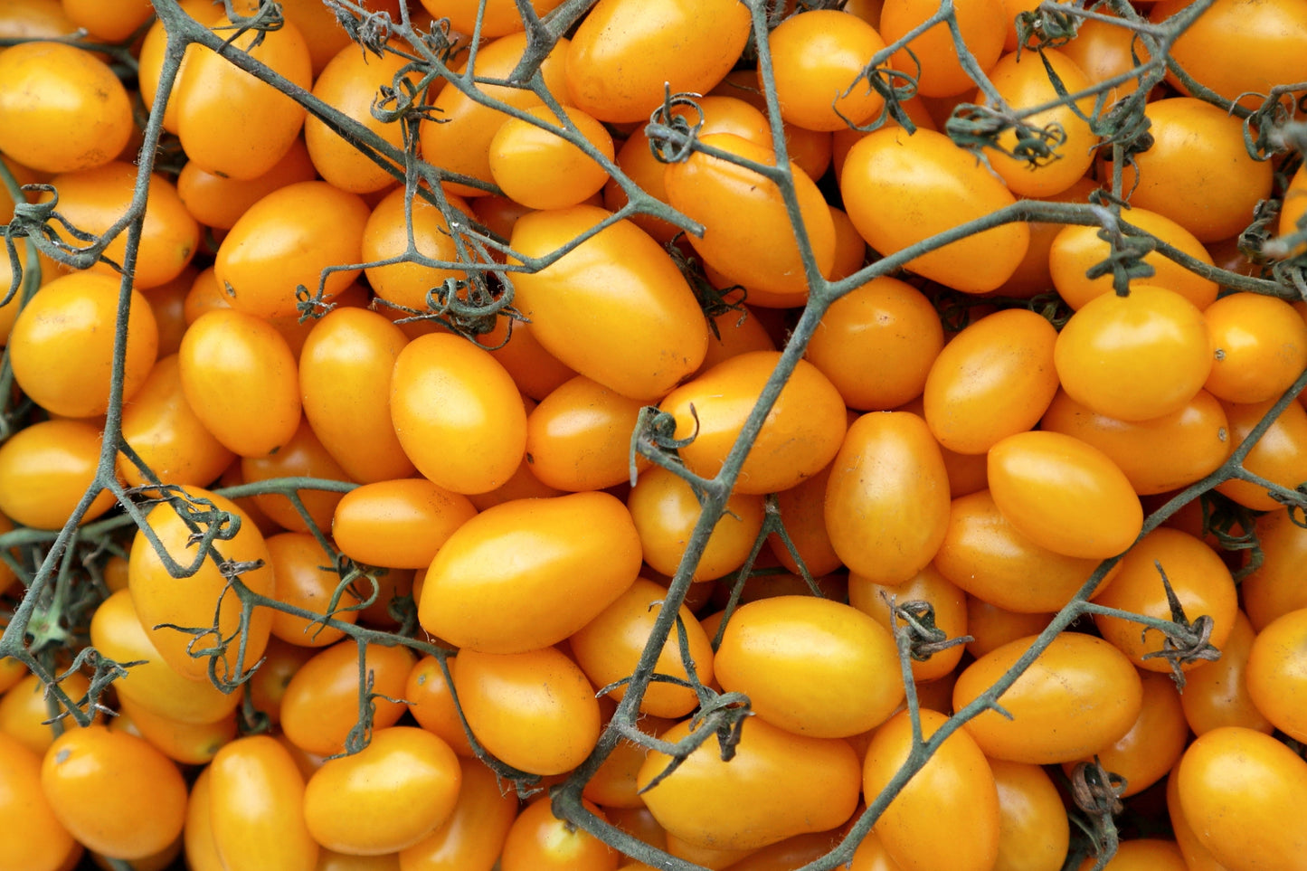 150 PLUM YELLOW TOMATO Lycopersicon Heirloom Indeterminate Fruit Vegetable Seeds