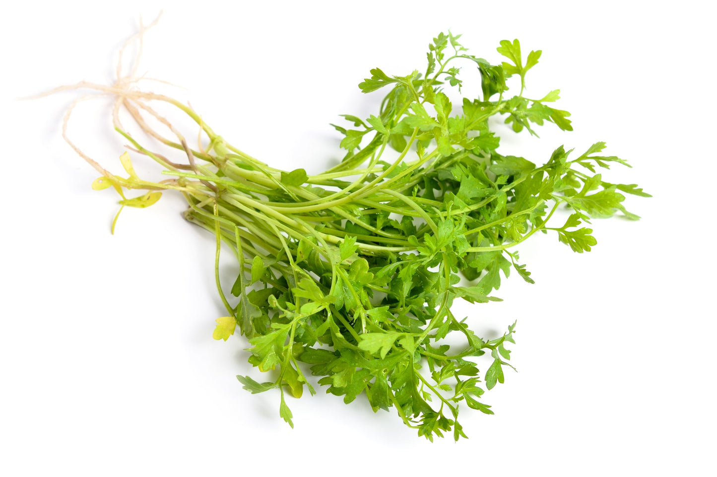 1000 Fine Curled PEPPERGRASS / PEPPERCRESS / WATERCRESS Lepidium Sativum Greens Sprouts Vegetable Sprouting Seeds