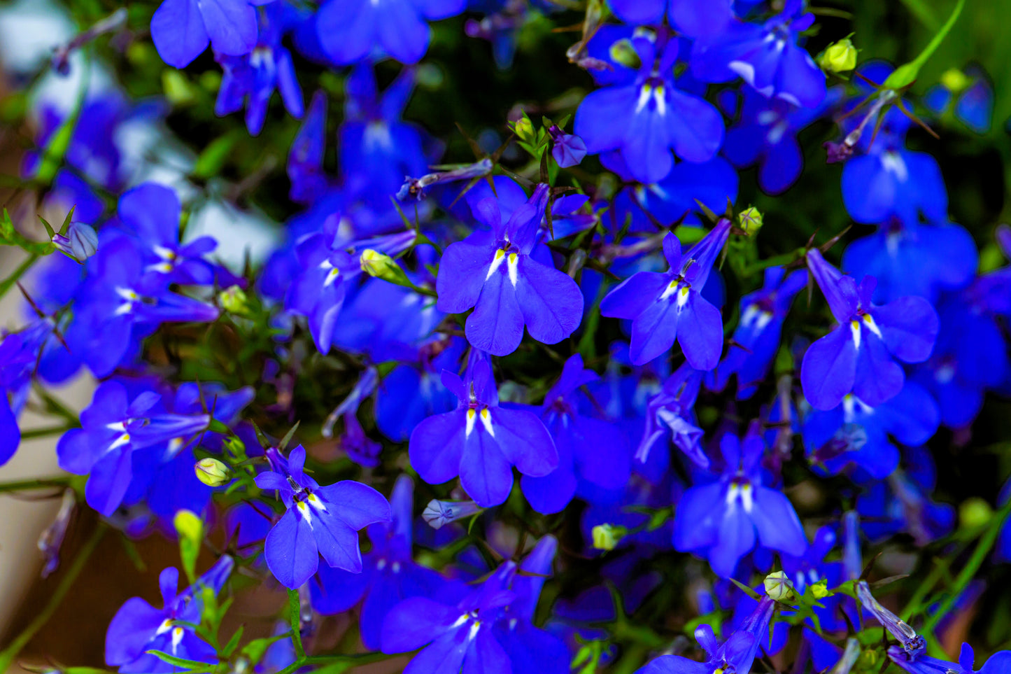 200 Electric Blue MONSOON LOBELIA Erinus Flower Seeds