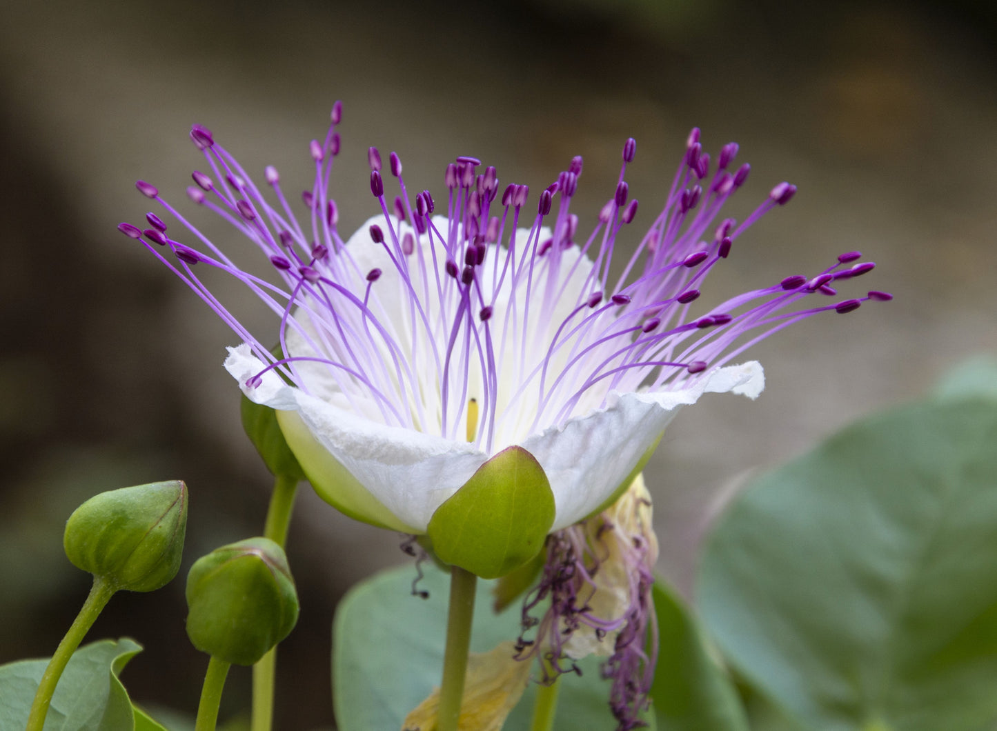 20 CAPER BUSH Edible Capers Flinders Rose Flower Capparis Spinosa Shrub Seeds