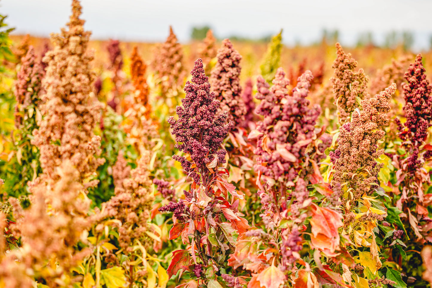 100 Organic BRILLIANT RAINBOW QUINOA Mix Mixed Colors Chenopodium Grain Greens Vegetable Seeds