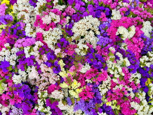 50 Pacific Mix STATICE (Sea Lavender) Mixed Colors  Limonium Sinuatum Flower Seeds