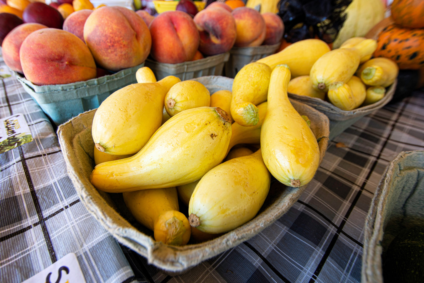 50 YELLOW CROOKNECK SQUASH Summer Cucurbita Pepo Crooked Neck Vegetable Seeds