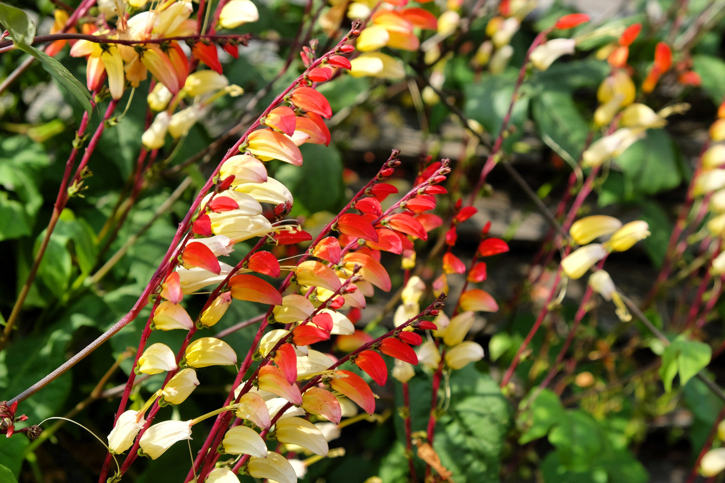 10 FIRECRACKER VINE Flower Mina Lobata Exotic Love Spanish Flag Ipomoea Seeds