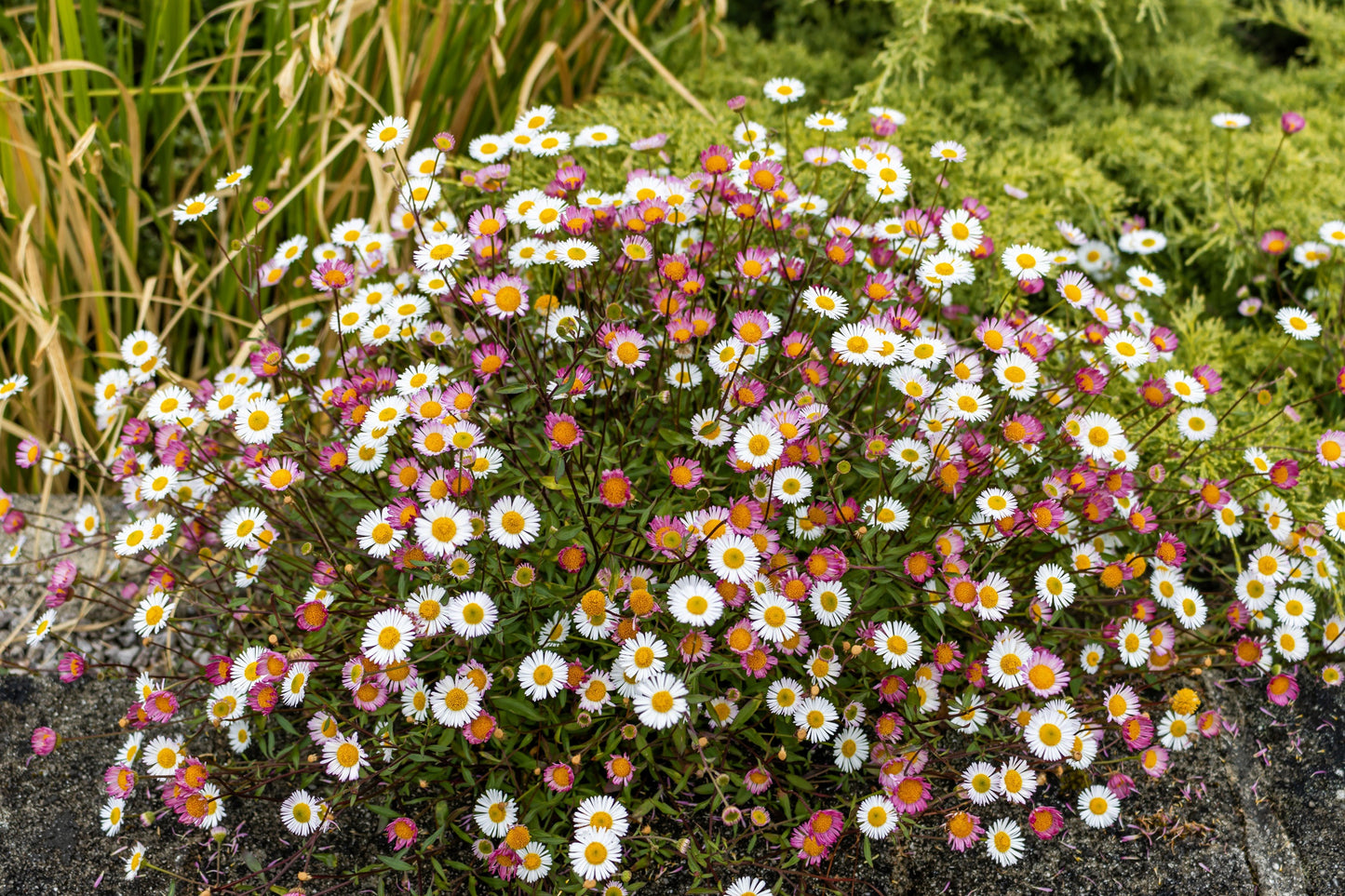 50 SANTA BARBARA DAISY Mexican Fleabane Erigeron Karvinskianus Tricolor Mixed Colors White Pink Purple Flower Seeds