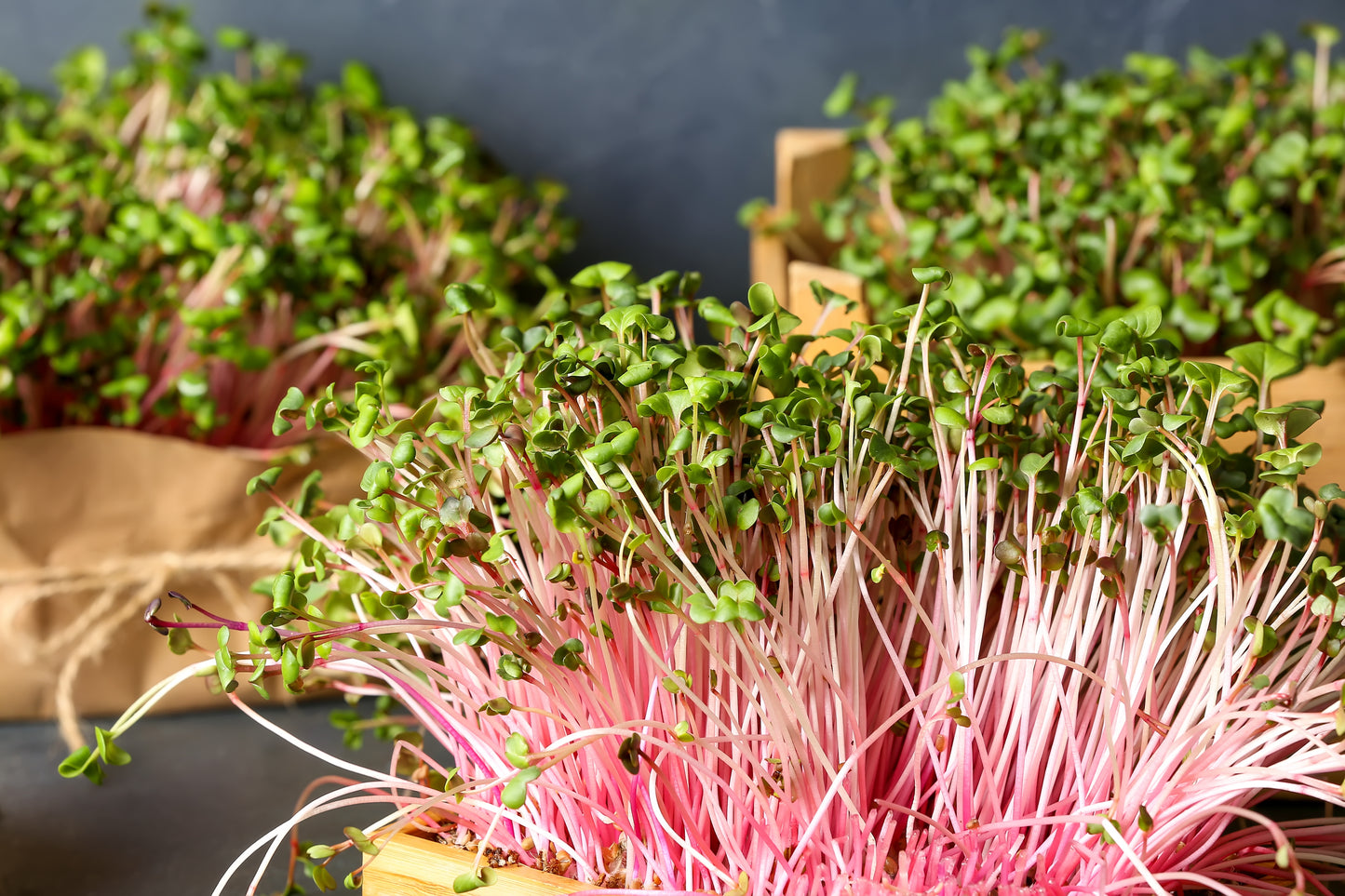 100 PINK SUMMERSICLE RADISH Raphanus Sativus Root Vegetable Seeds