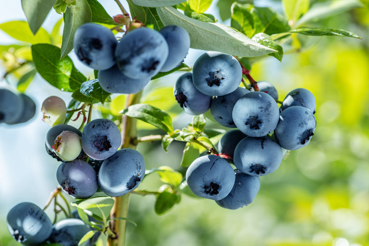50 Northern HIGHBUSH BLUEBERRY BUSH Vaccinium Fruit Shrub Blue Berry W ...