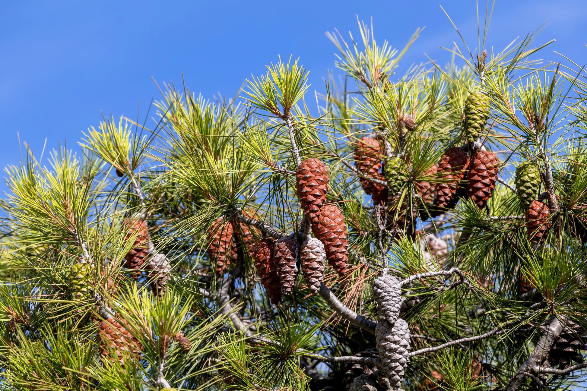 pine seeds to plant 5 Pine Nut ITALIAN STONE PINE Pinus Pinea Umbrella Tree Seeds