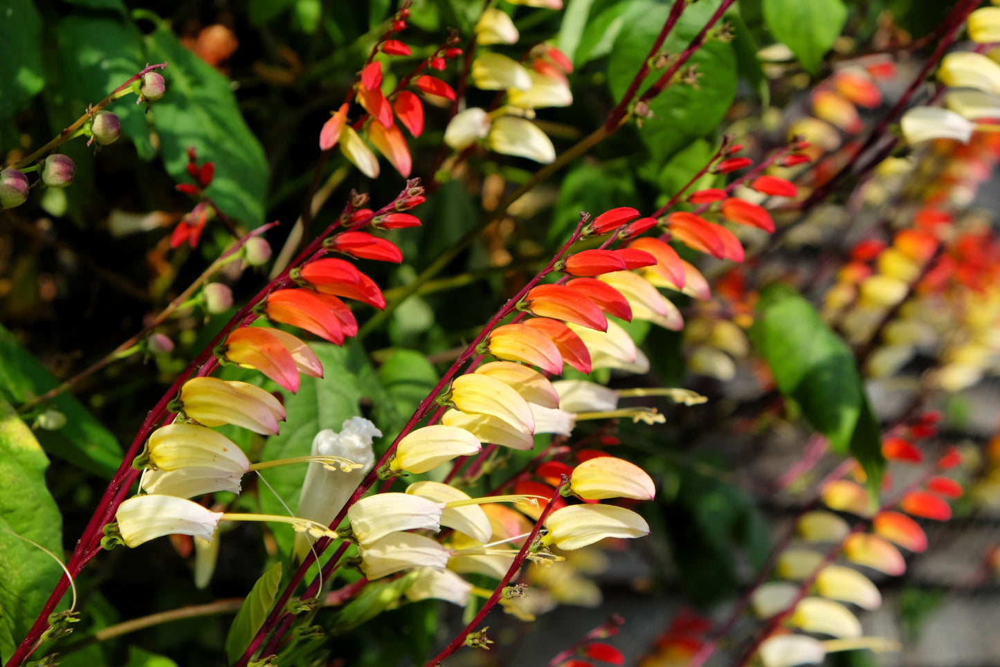 10 FIRECRACKER VINE Flower Mina Lobata Exotic Love Spanish Flag Ipomoea Seeds