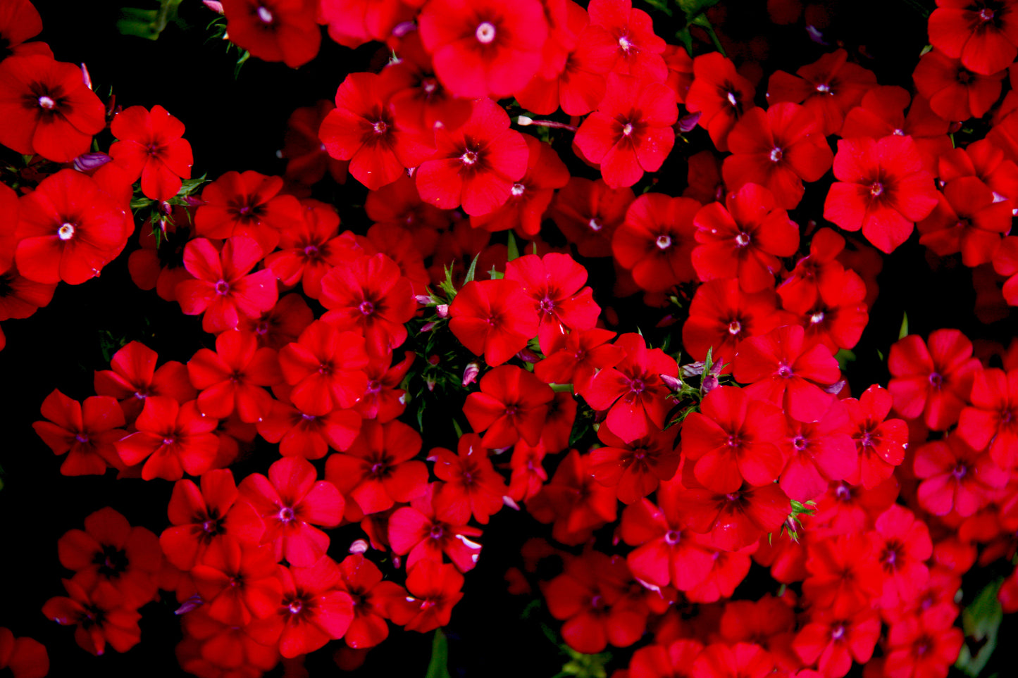 800 RED DRUMMOND PHLOX (Texas Pride) Phlox Drummondii Flower Seeds