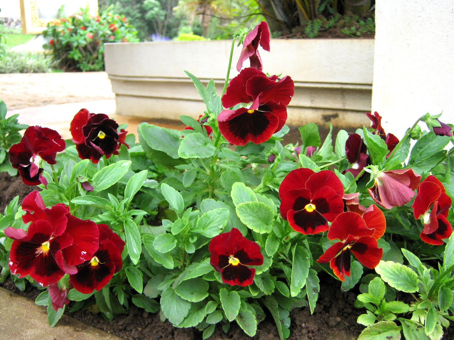 50 RED & BROWN PANSY Swiss Giant Violet Viola Wittrockiana Flower Seeds