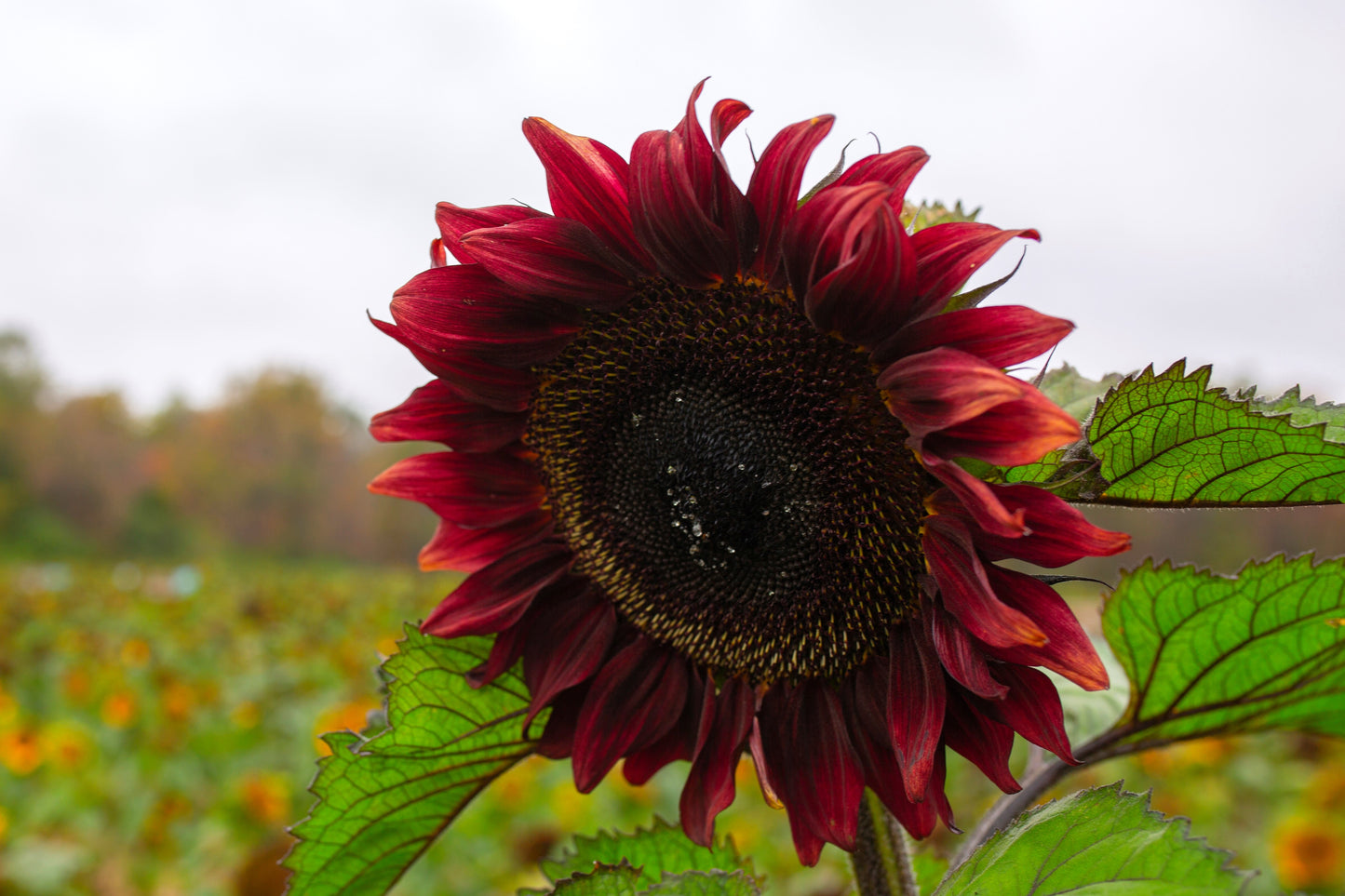 25 Red VELVET QUEEN SUNFLOWER Helianthus Annuus Flower Seeds