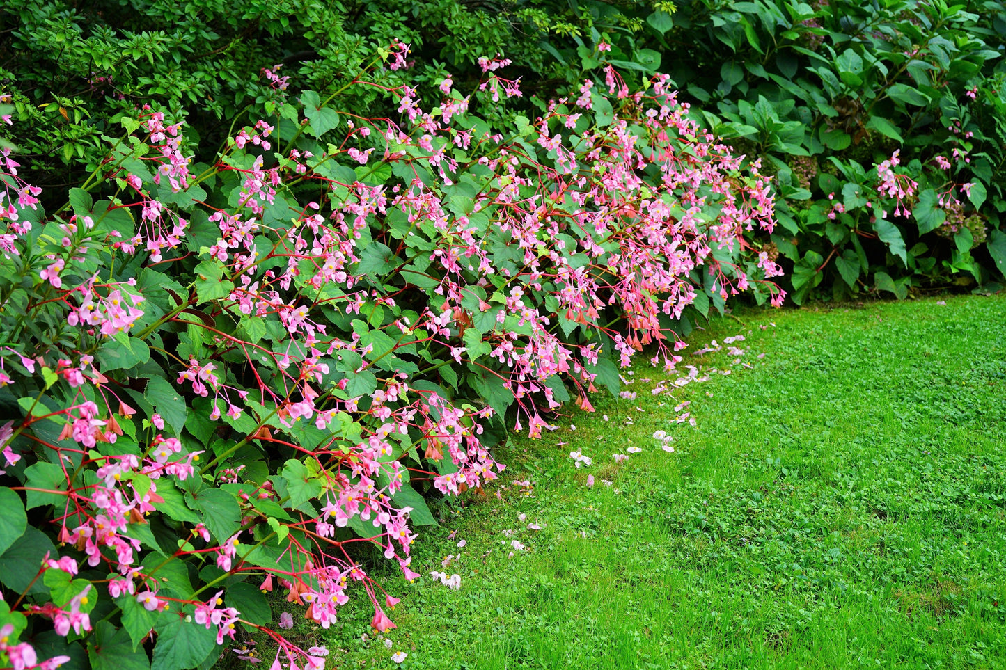 500 BULK HARDY BEGONIA Grandis Rose Pink Perennial Sun - Shade Flower Seeds