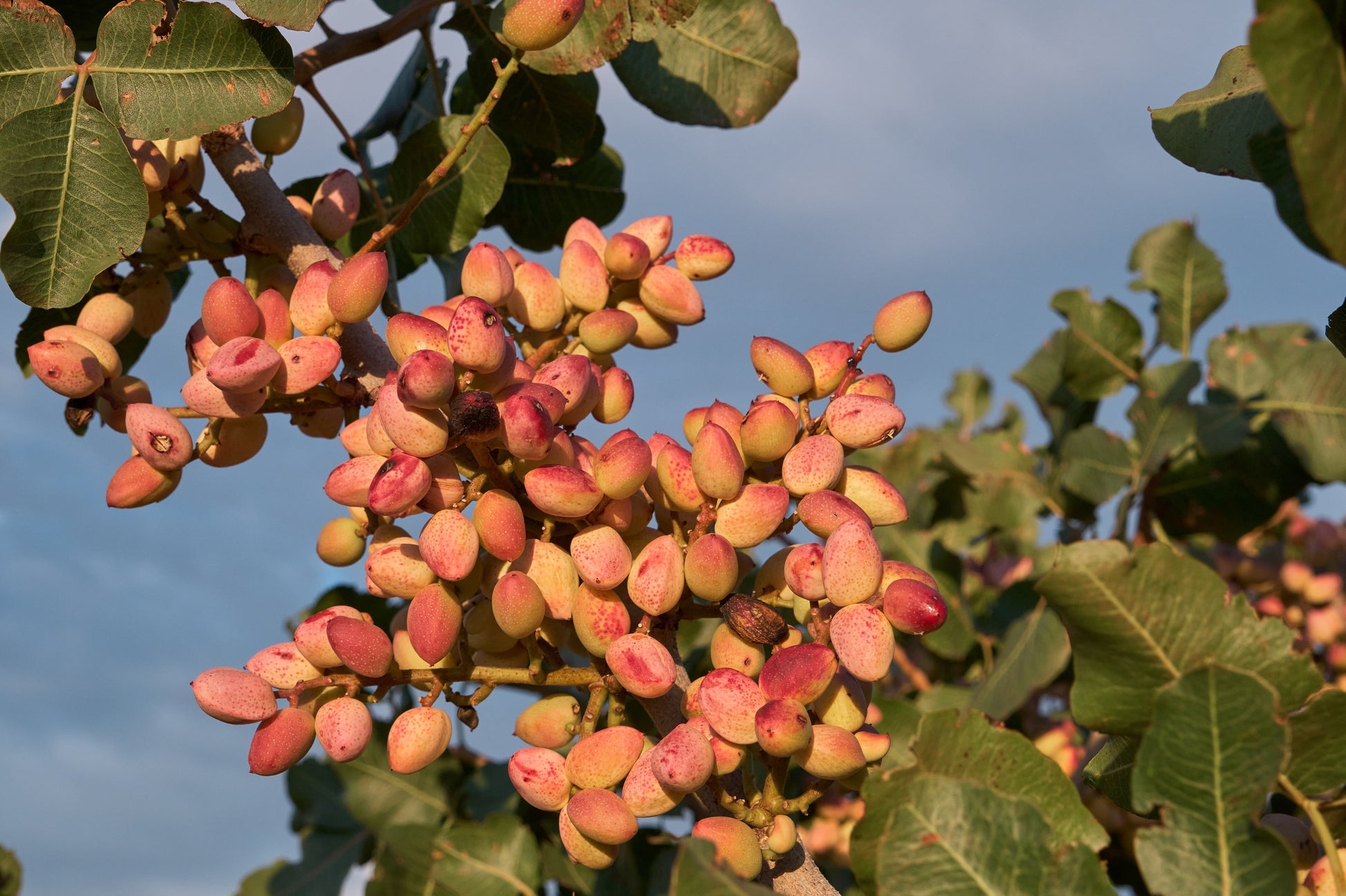 pistachios tree 5 pcs seeds for home garden 5 PISTACHIO NUT TREE Pistacia Vera Fruit Red Flowers Seeds