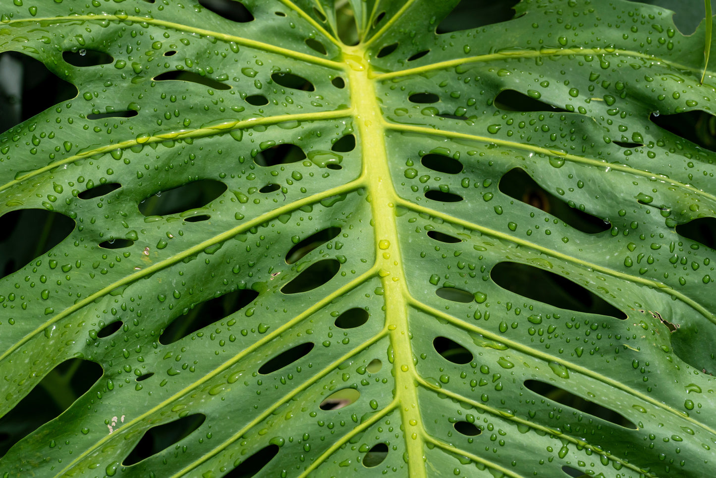philodendron monstera seeds 5 Organic SPLIT LEAF PHILODENDRON Monstera Deliciosa Swiss Cheese Plant Vine Seeds