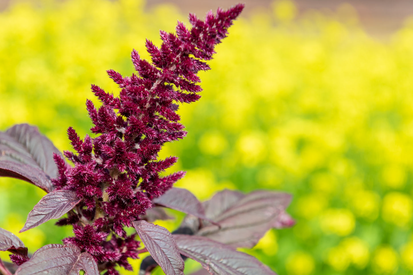 250 PRINCES FEATHER AMARANTHUS Cruentus Oeschberg Purple Red Flower Herb Seeds