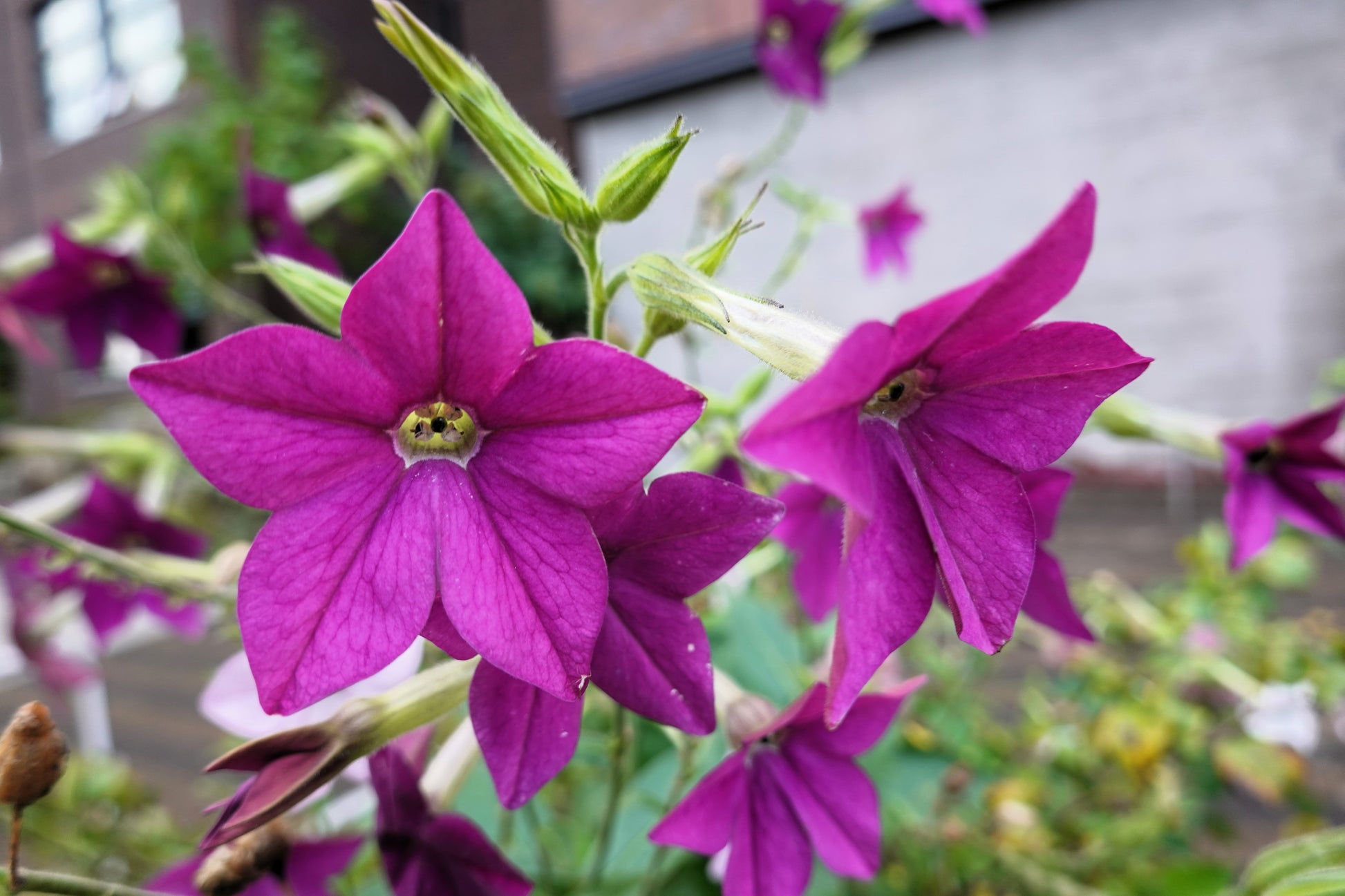 100 Heirloom MIXED COLORS NICOTIANA (Ornamental Flowering Tobacco)  Nicotiana Alata Flower Seeds