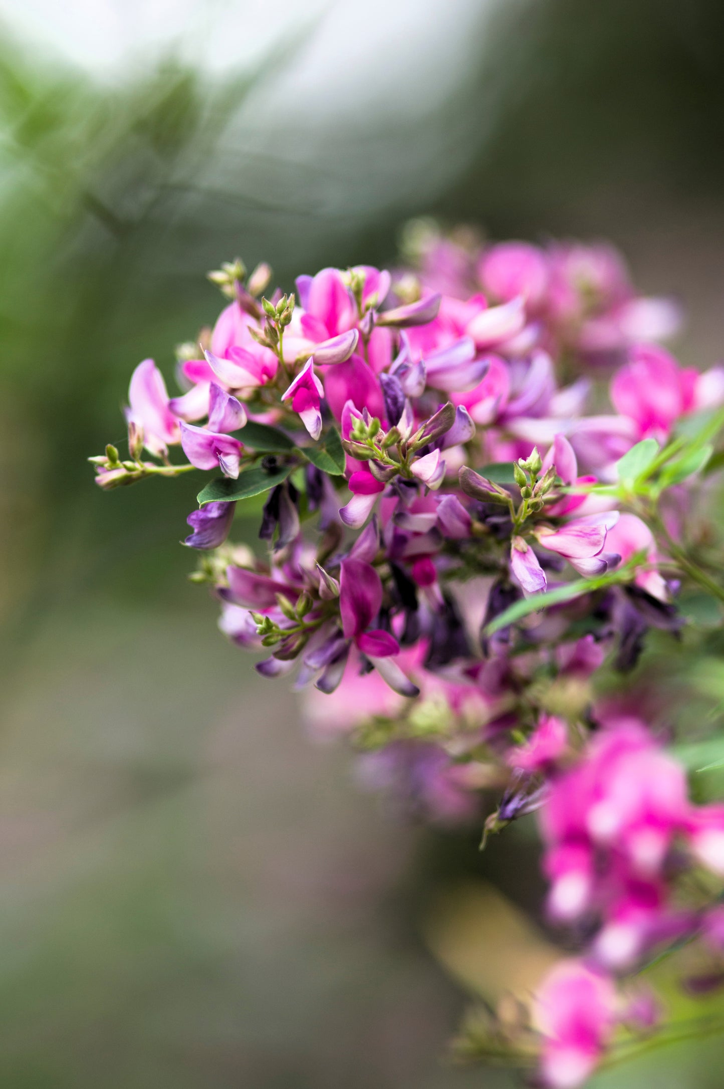 100 SLENDER BUSH CLOVER Lespedeza Virginica Bushclover Native Shrub Pink Purple Flower Legume Seeds