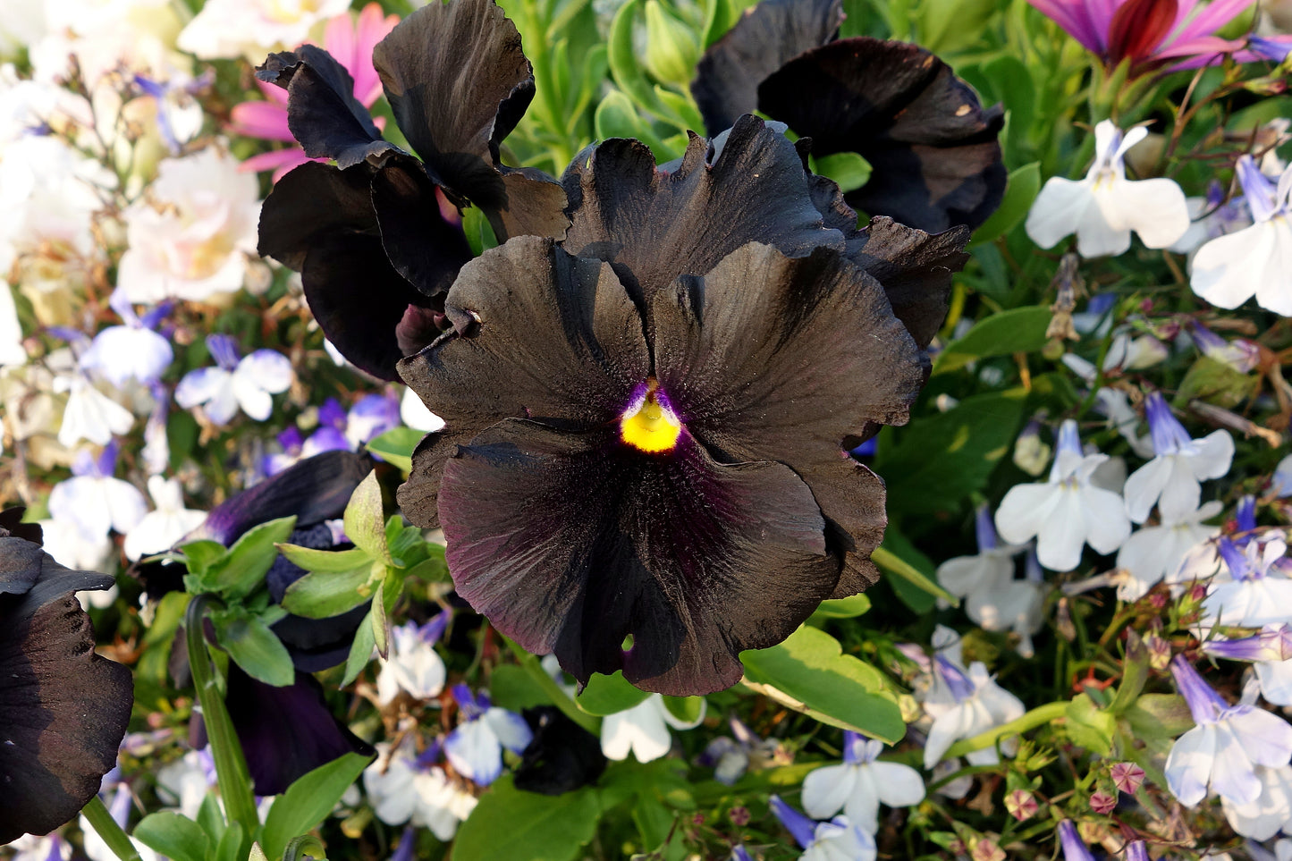 50 BLACK PANSY Clear Crystals Viola Wittrockiana Flower Seeds