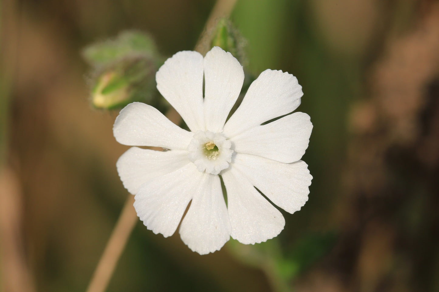 50 WHITE LYCHNIS Coronaria Alba (White Rose Campion / Evening Lychnis / Silene / White Cockle) Flower Seeds