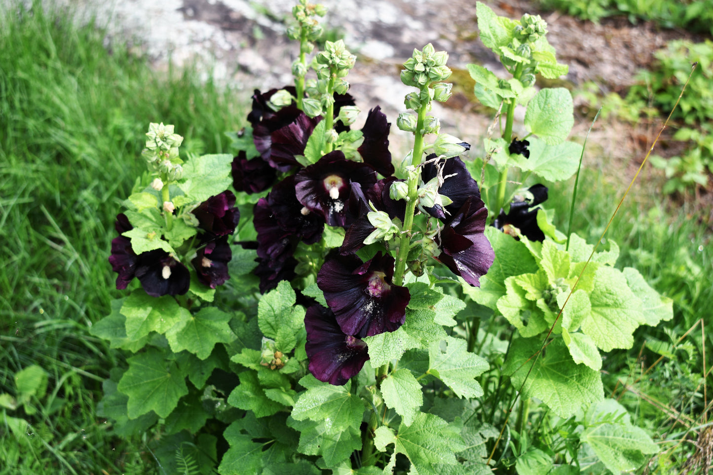 25 BLACK HOLLYHOCK Alcea Rosea Nigra Flower Seeds