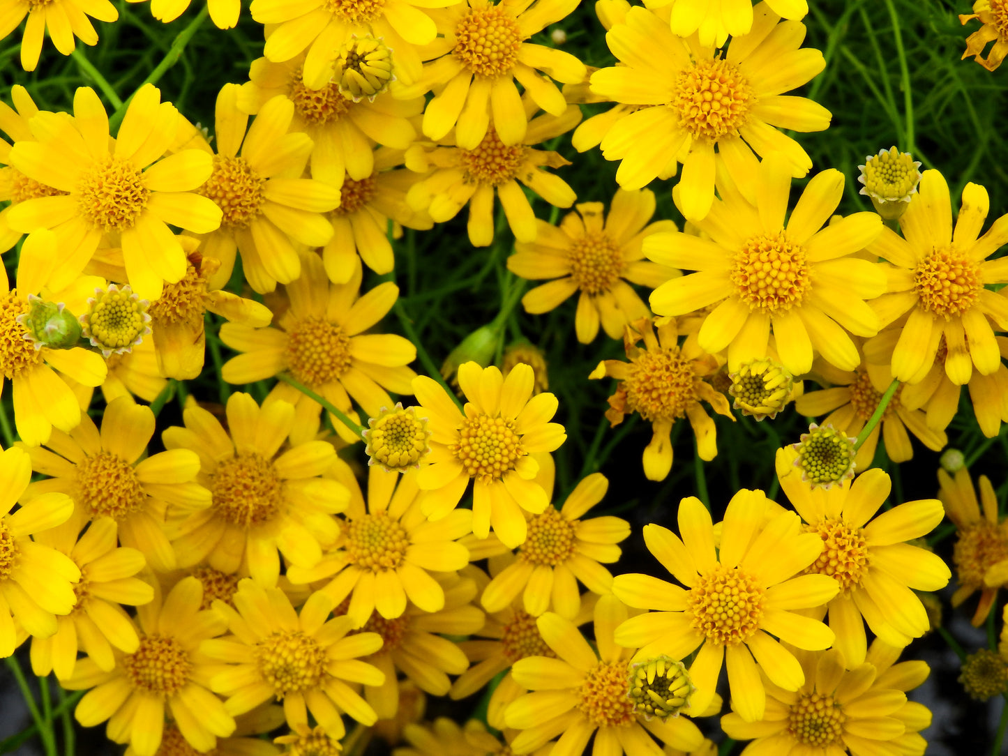 1000 DAHLBERG DAISY Thymophylla Tenuiloba Yellow Flower Seeds - aka Golden Fleece, Gold Carpet,  Shooting Star