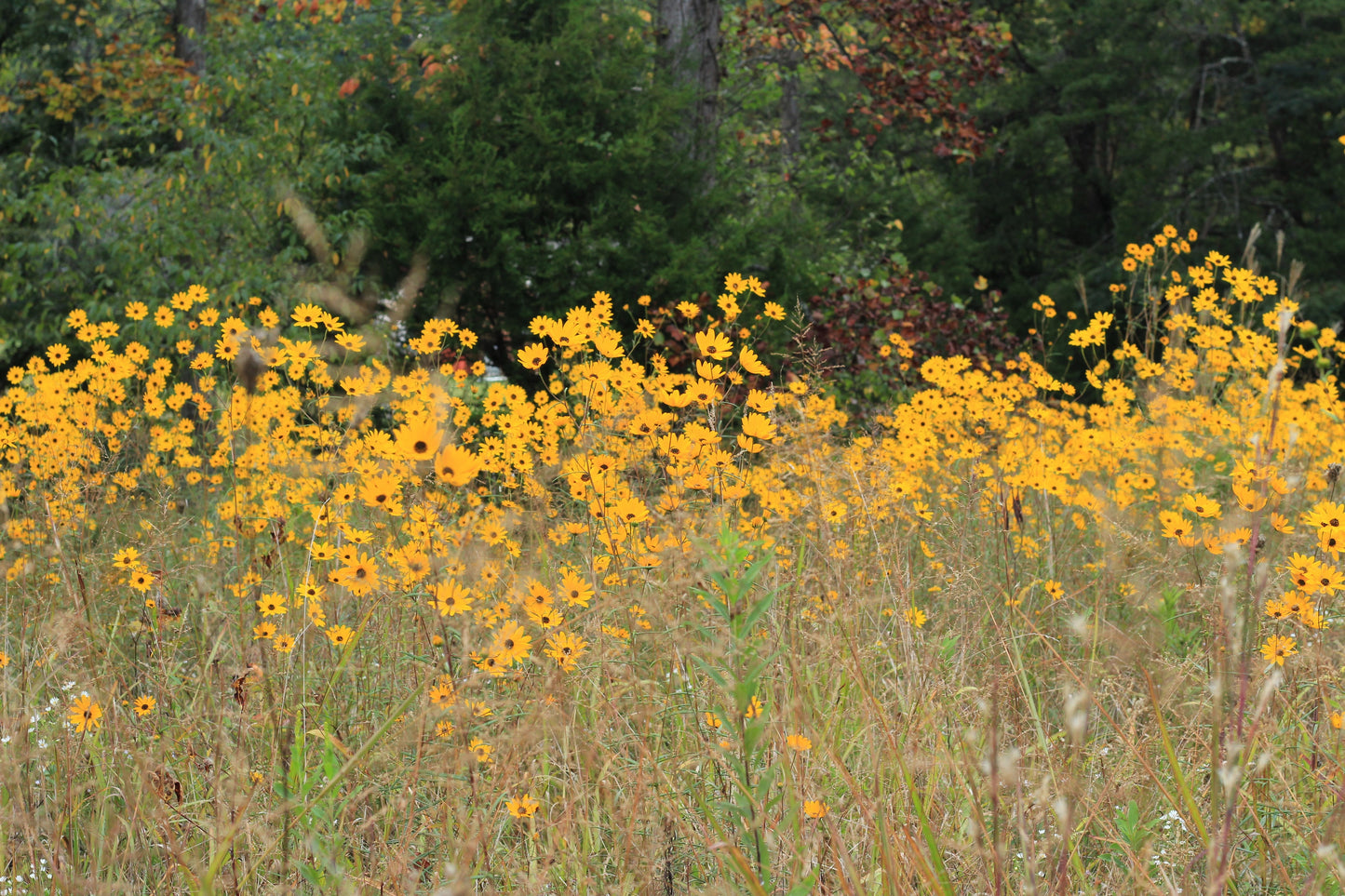 100 SWAMP SUNFLOWER (Narrowleaf Sunflower) Helianthus Angustifolius Flower Seeds