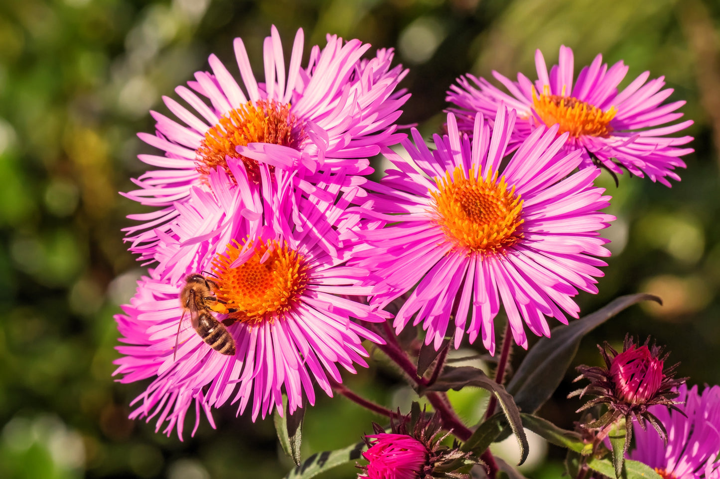 100 Pink NEW ENGLAND ASTER Aster Novae var Angliae Flower Seeds