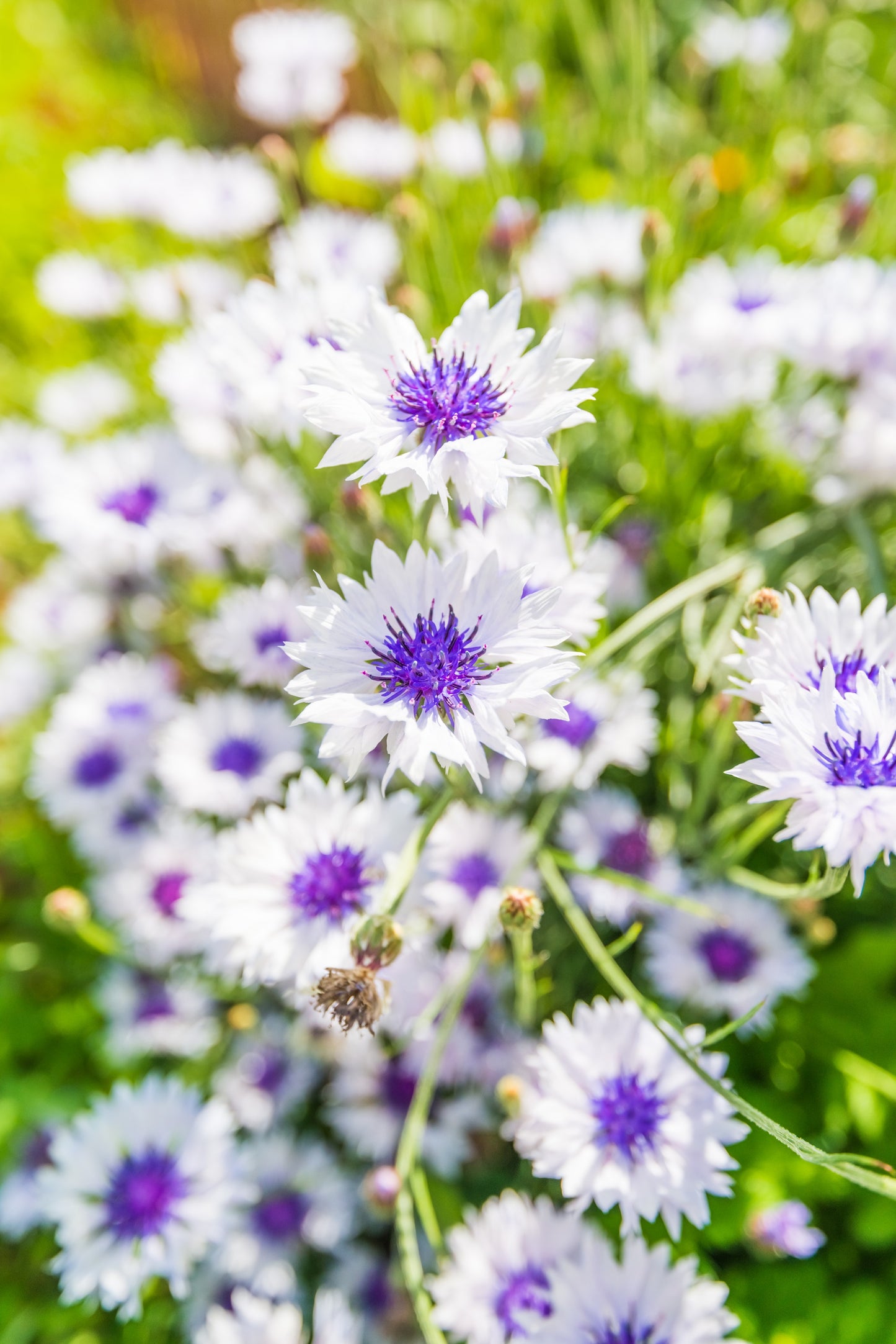 750 White BACHELOR'S BUTTON / CORNFLOWER Centaurea Cyanus Flower Seeds