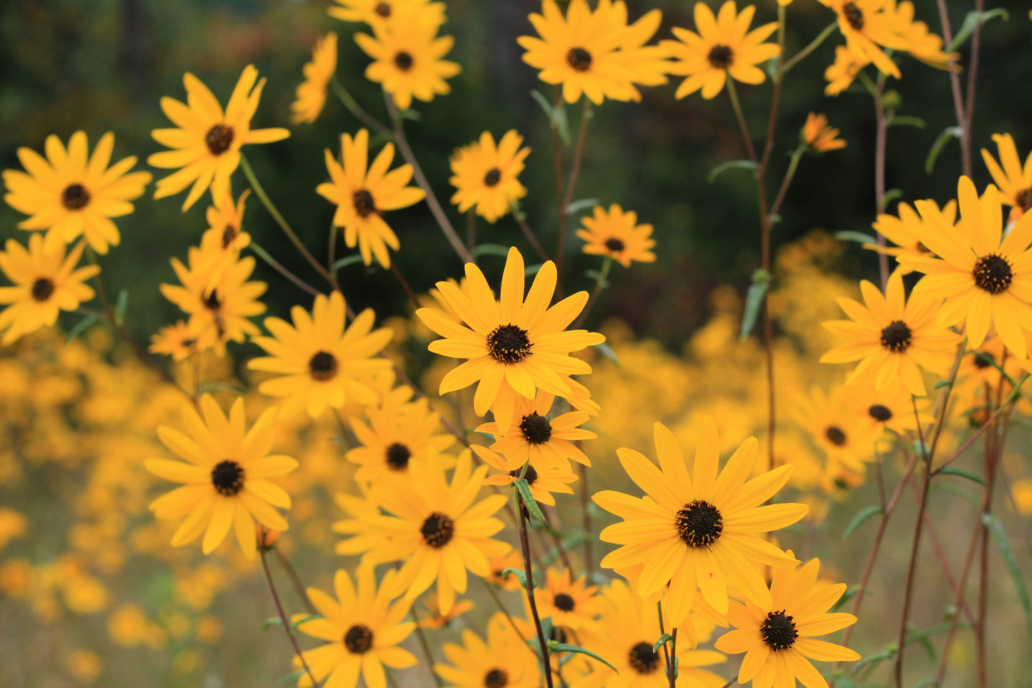 100 SWAMP SUNFLOWER (Narrowleaf Sunflower) Helianthus Angustifolius Flower Seeds