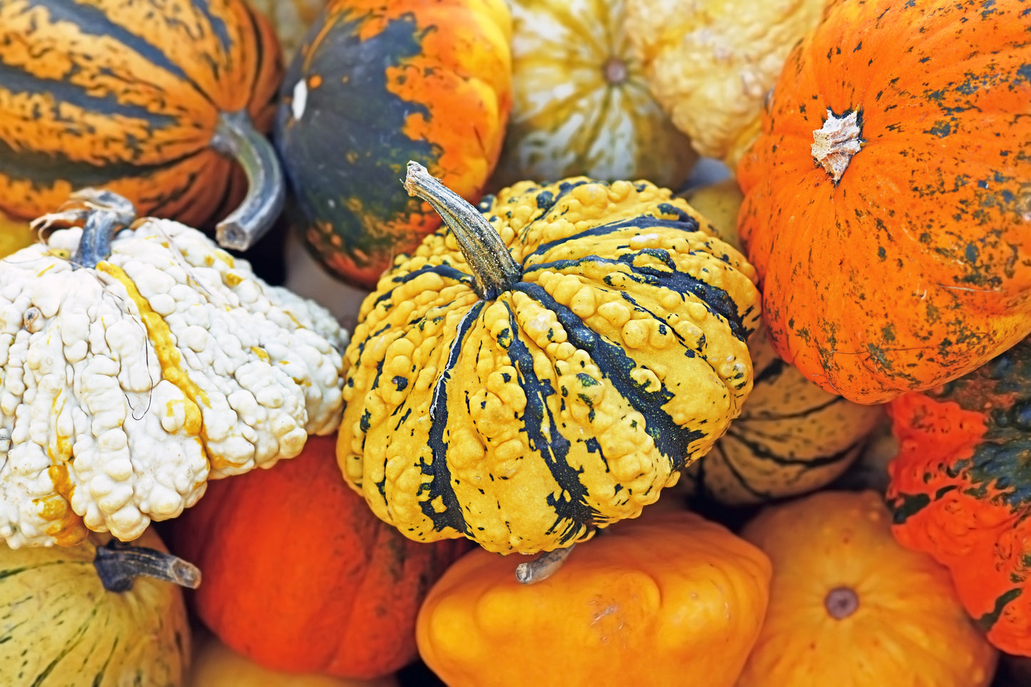 30 MIXED GOURD Lagenaria Siceraria Seeds