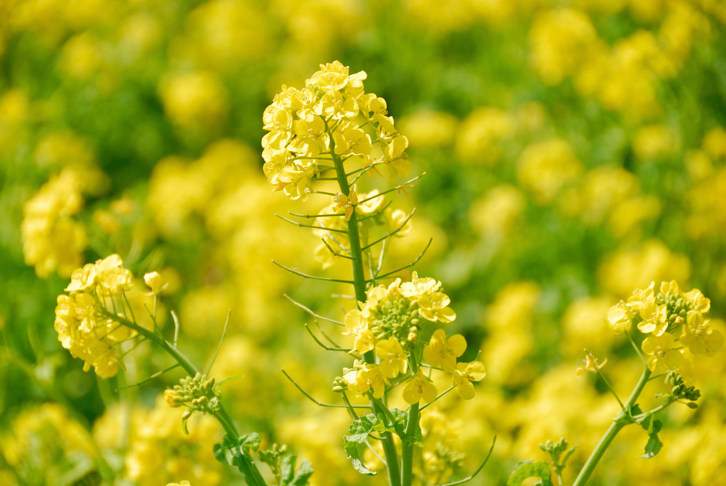 1000 YELLOW MUSTARD Brassica Juncea Vegetable Herb Seeds