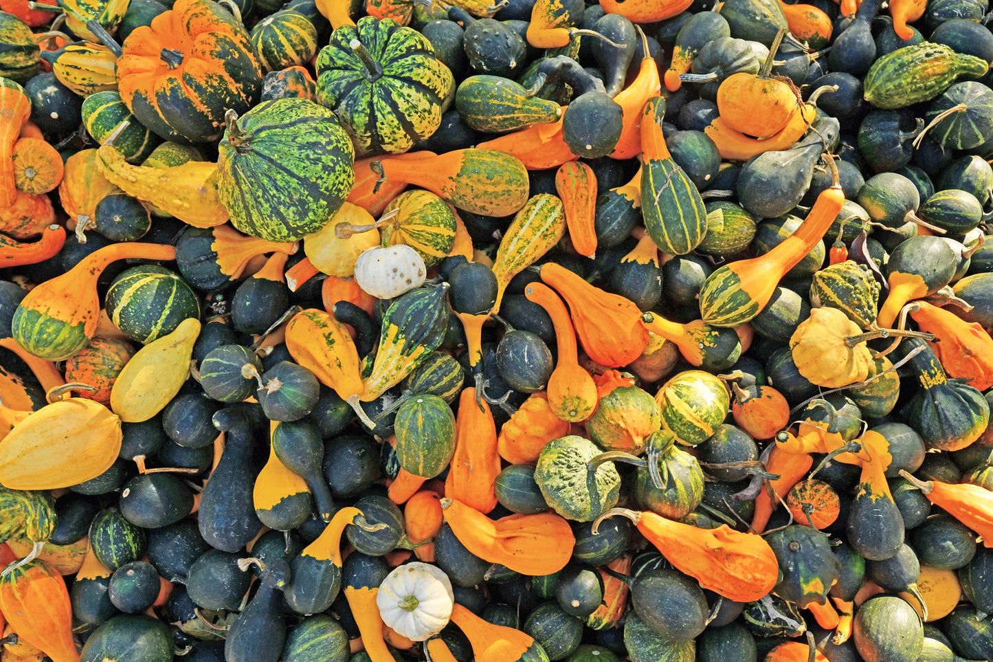 30 MIXED GOURD Lagenaria Siceraria Seeds