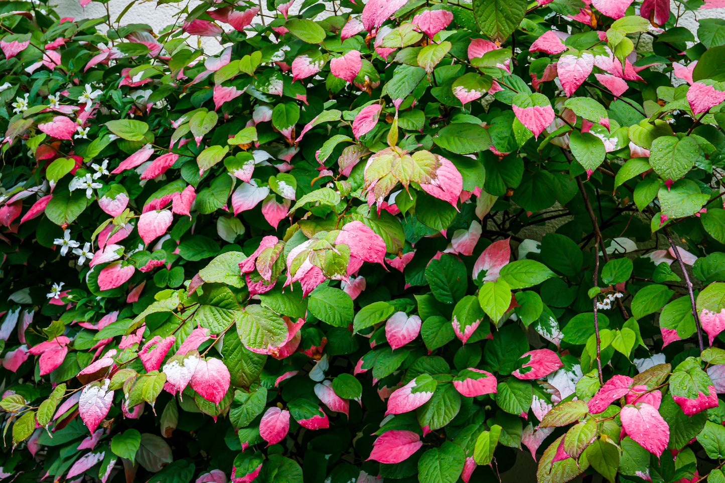 20 Variegated ARCTIC BEAUTY KIWI Fruit Edible Actinidia Kolomikta Vine Seeds