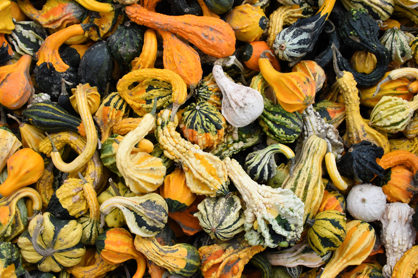 30 MIXED GOURD Lagenaria Siceraria Seeds