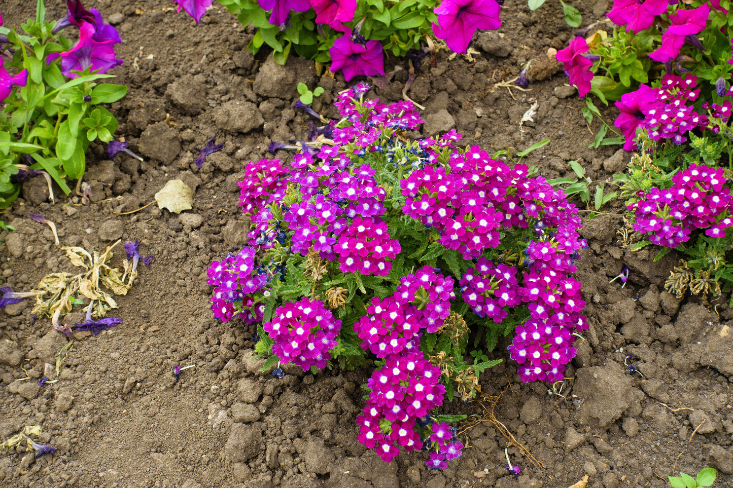 100 MIXED COLORS VERBENA Hybrida Compacta Flower Seeds