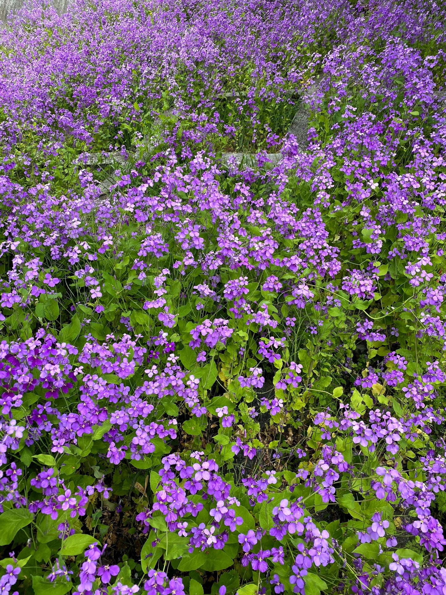 500 Purple FEBRUARY ORCHID Violet Cress Orychophragmus Violaceus 2" Flower Edible Vegetable Seeds