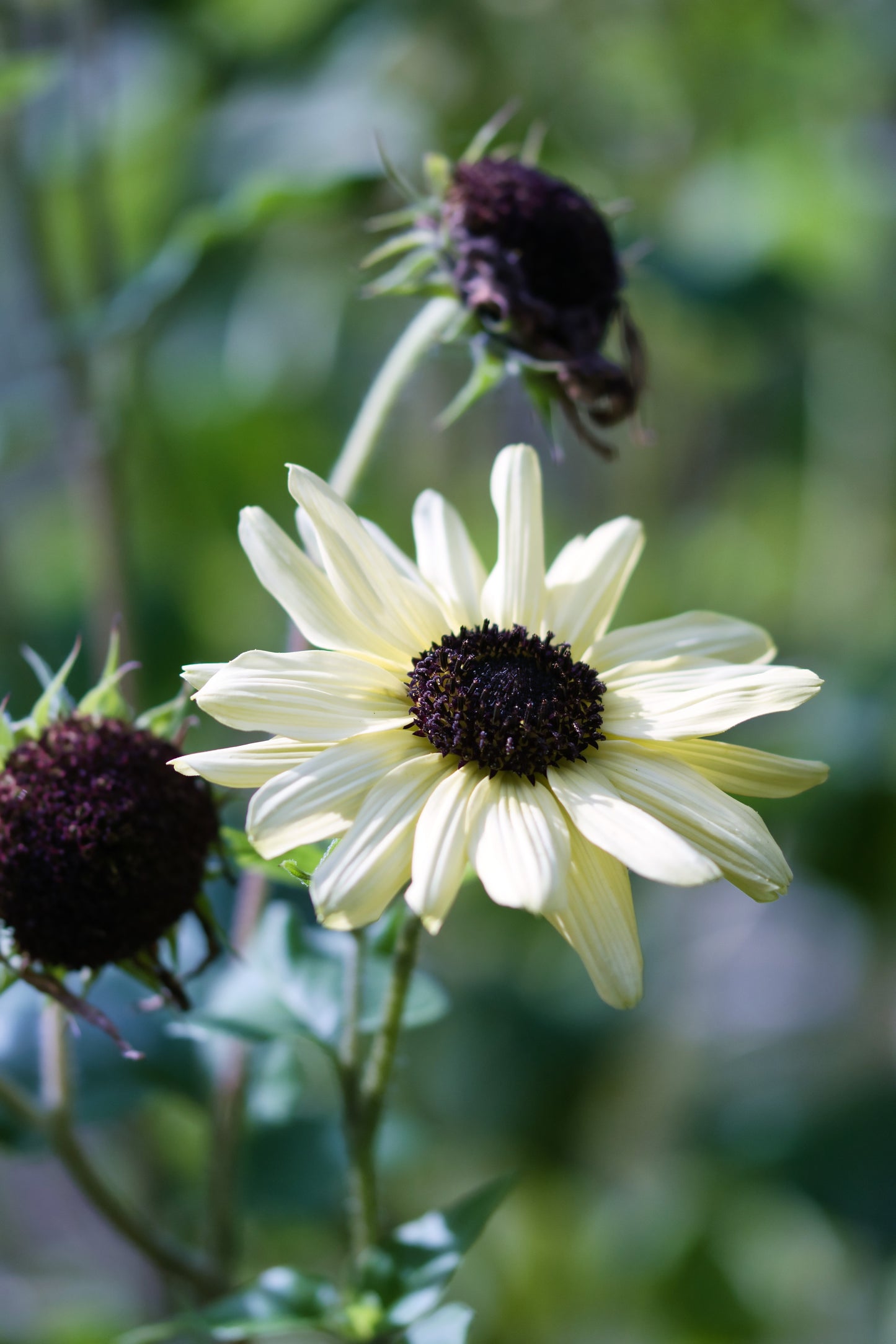 25 ITALIAN WHITE SUNFLOWER Helianthus Debilis Flower Seeds