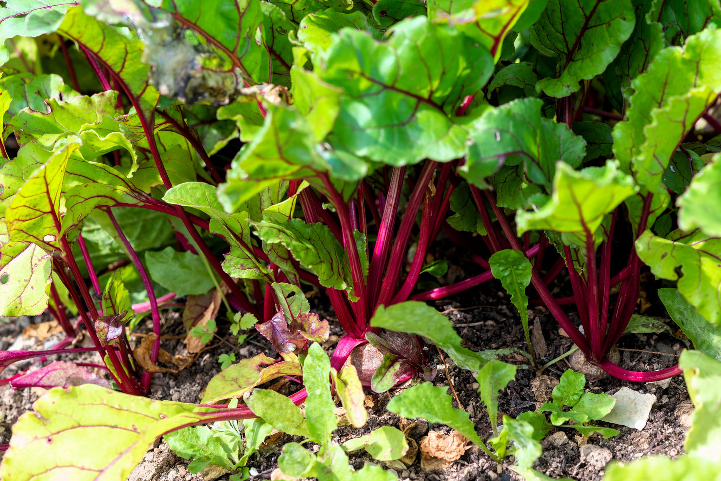 300 RHUBARB RED SWISS CHARD Perpetual Spinach Beta Vulgaris Vegetable Seeds