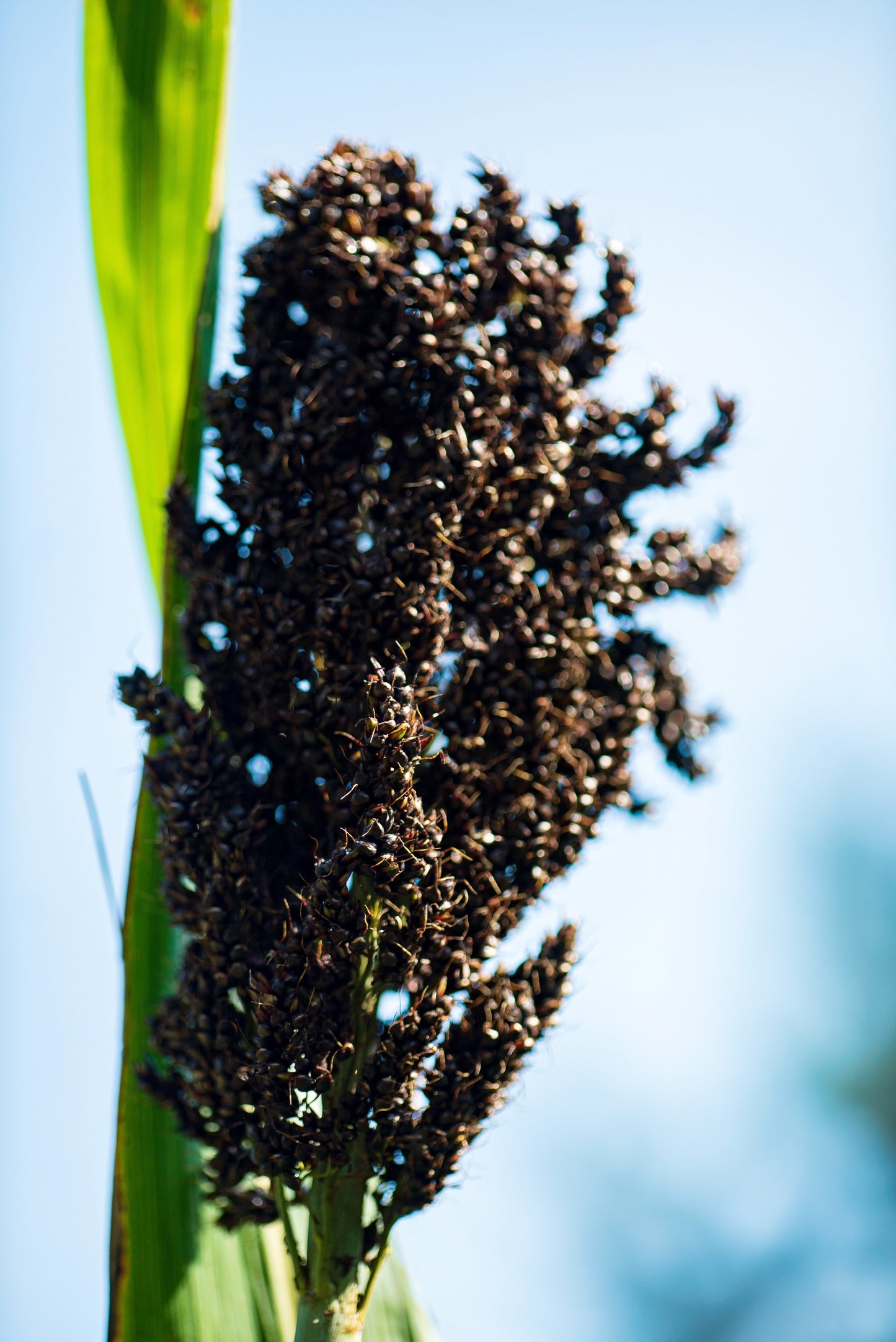 50 Organic BLACK AMBER SORGHUM Sugar Cane Sorghum Bicolor Grain Vegetable Seeds