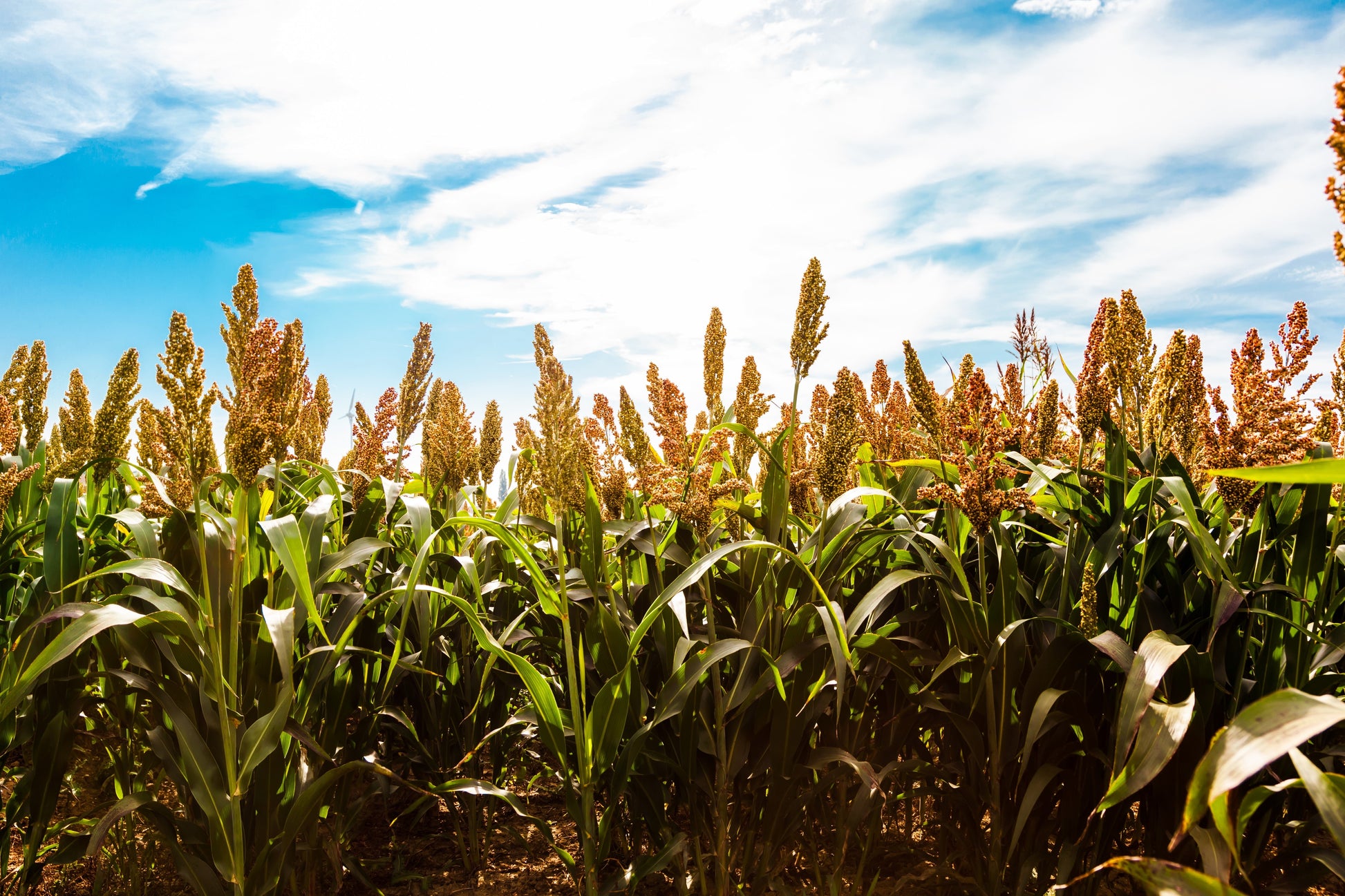 sweet sorghum seeds for planting 50 HONEY DRIP SORGHUM Bicolor Honey Drop Syrup Grain Vegetable Seeds – Seedville USA