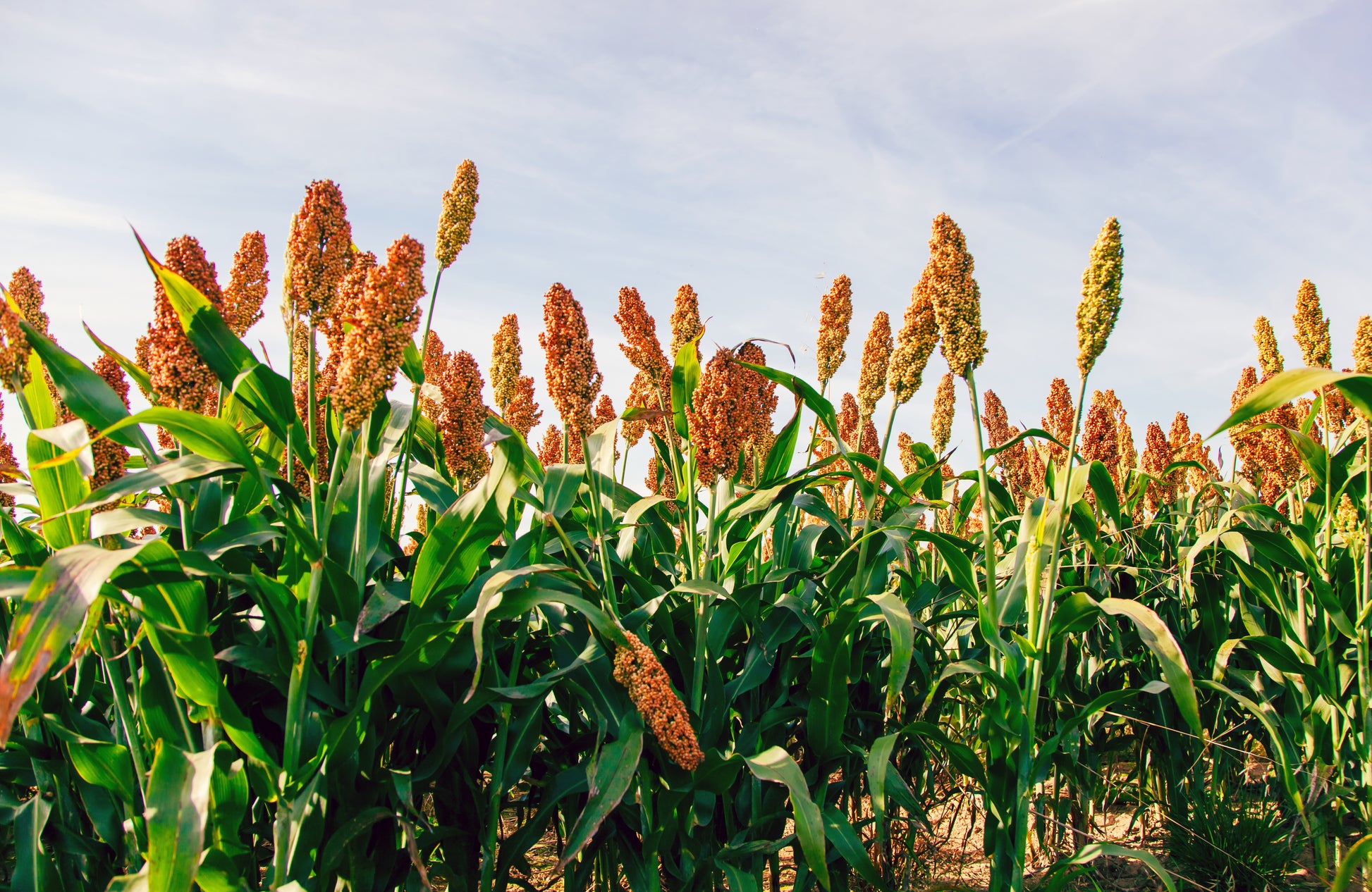 milo seed for planting 100 Wild Game FOOD PLOT SORGHUM aka Milo Deer & Game Bird Bicolor Seeds