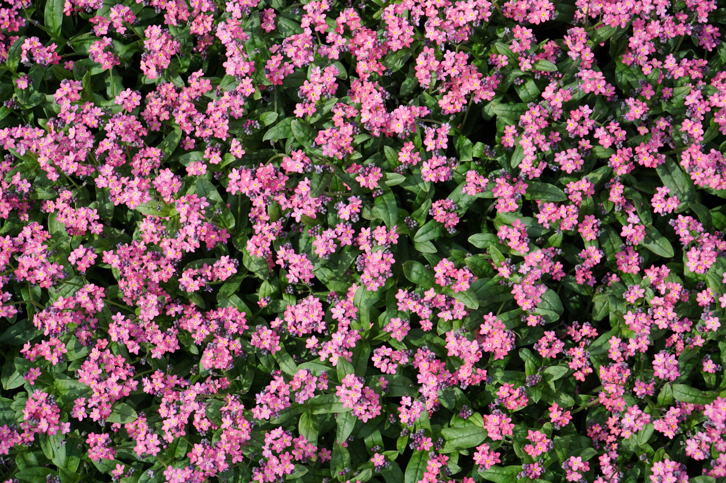 100 Victoria PINK FORGET Me NOT Myosotis Alpestris Shade or Sun Flower Seeds