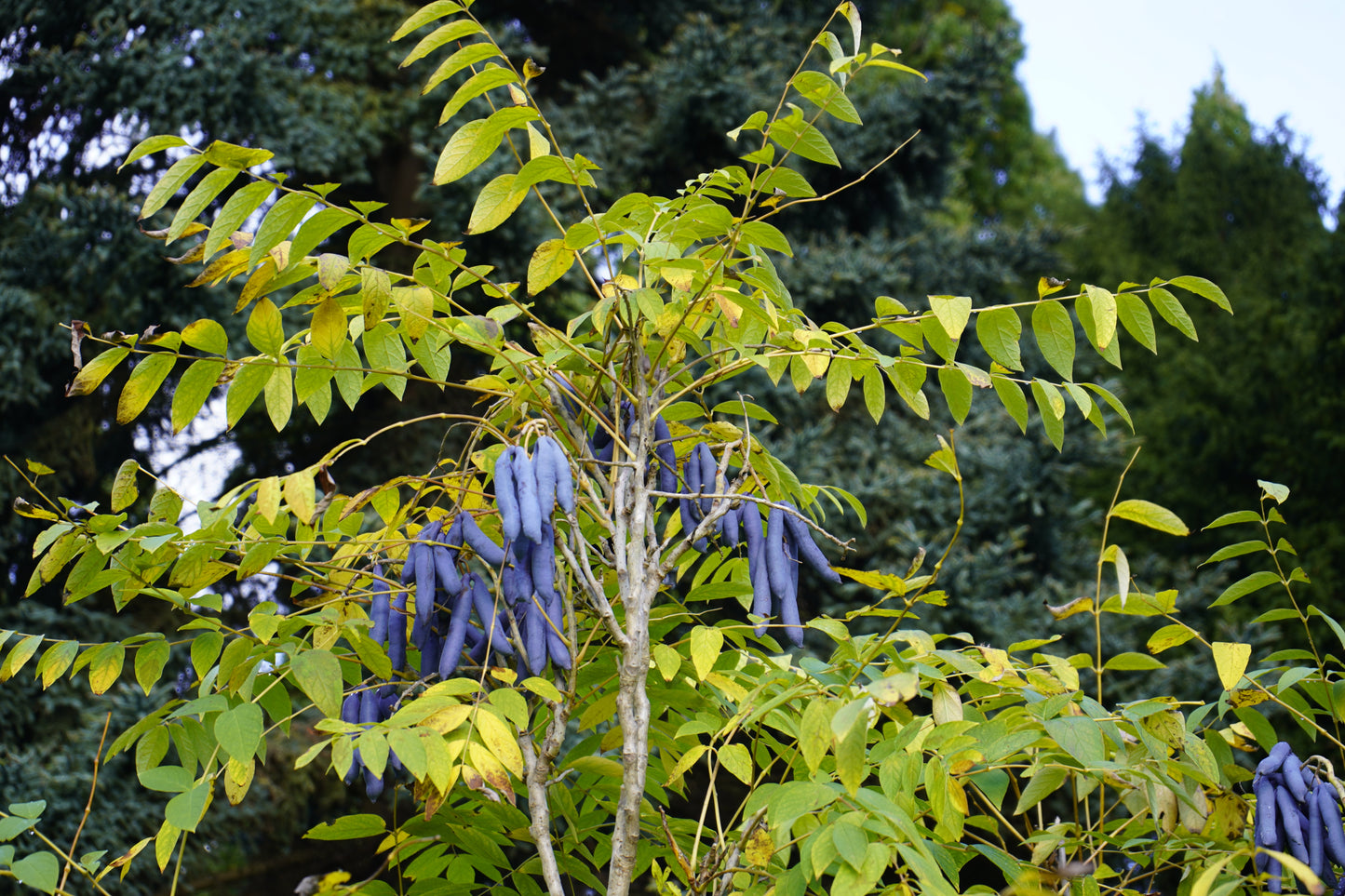 7 BLUE SAUSAGE FRUIT Edible & Ornamental Decaisnea Fargesii Tree Shrub Seeds