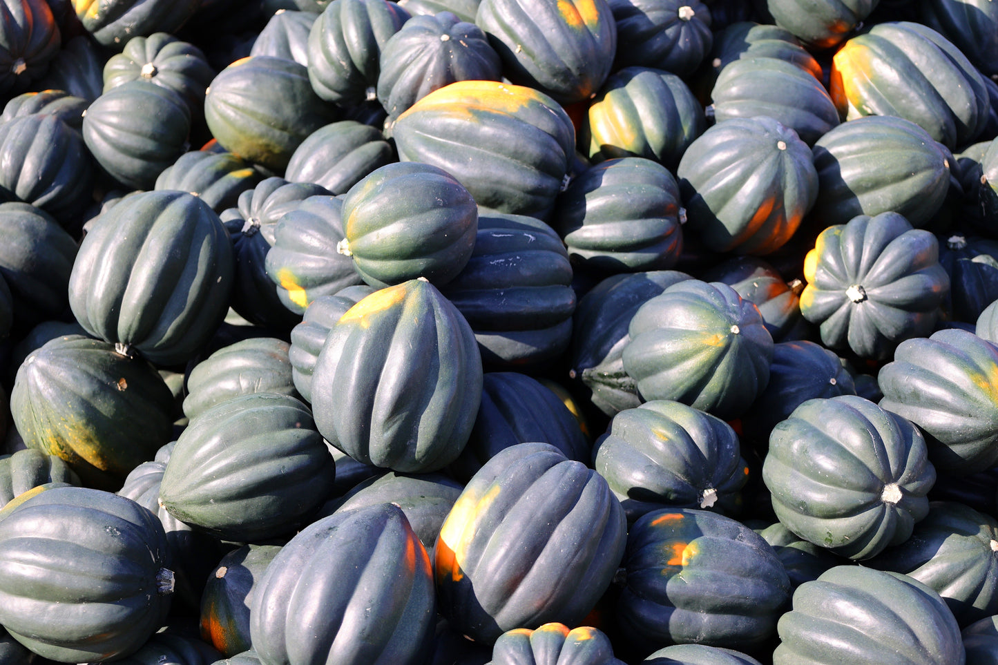 50 Table Queen ACORN SQUASH Winter Cucurbita Pepo Vegetable Seeds