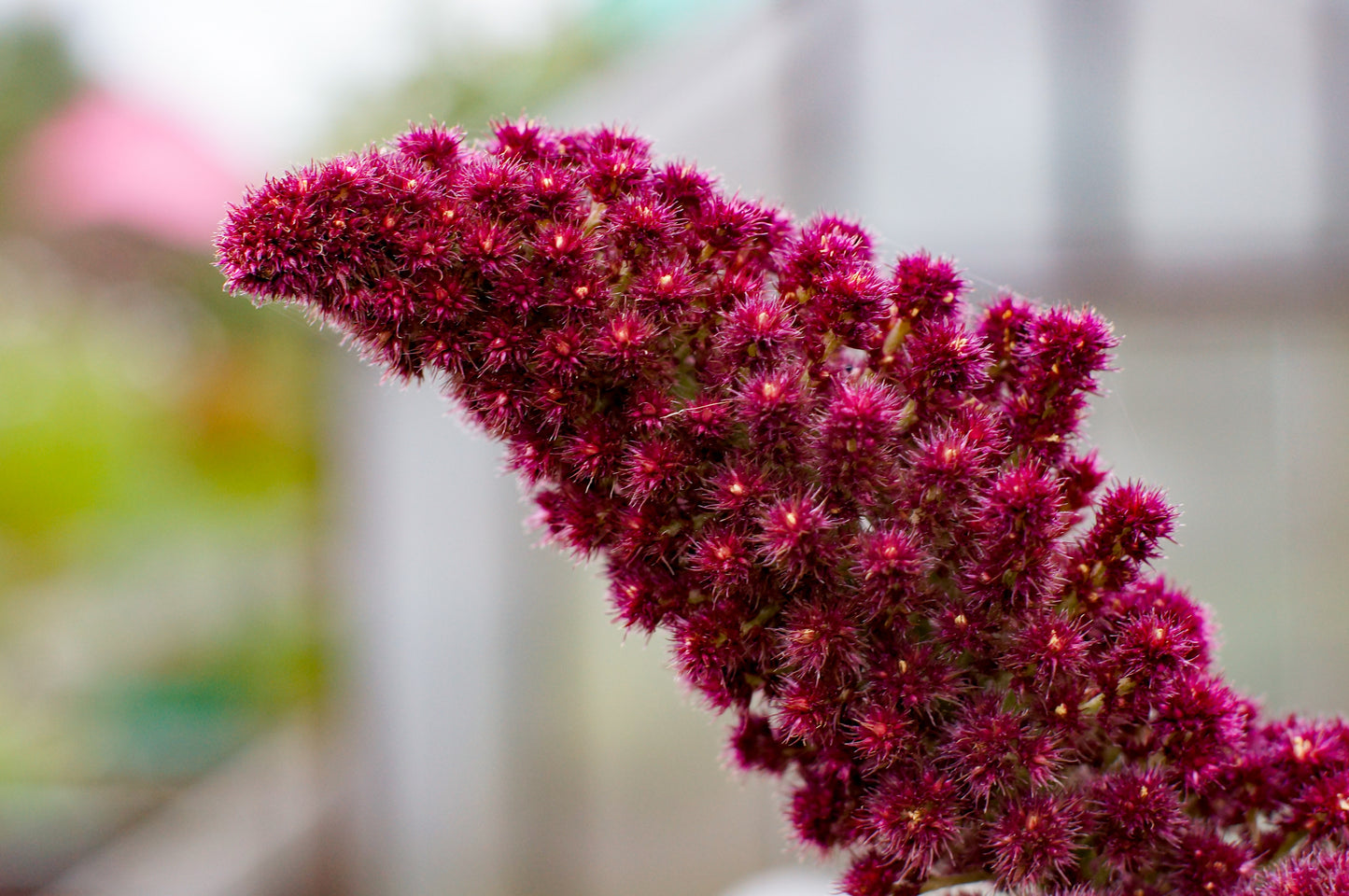 250 PRINCES FEATHER AMARANTHUS Cruentus Oeschberg Purple Red Flower Herb Seeds