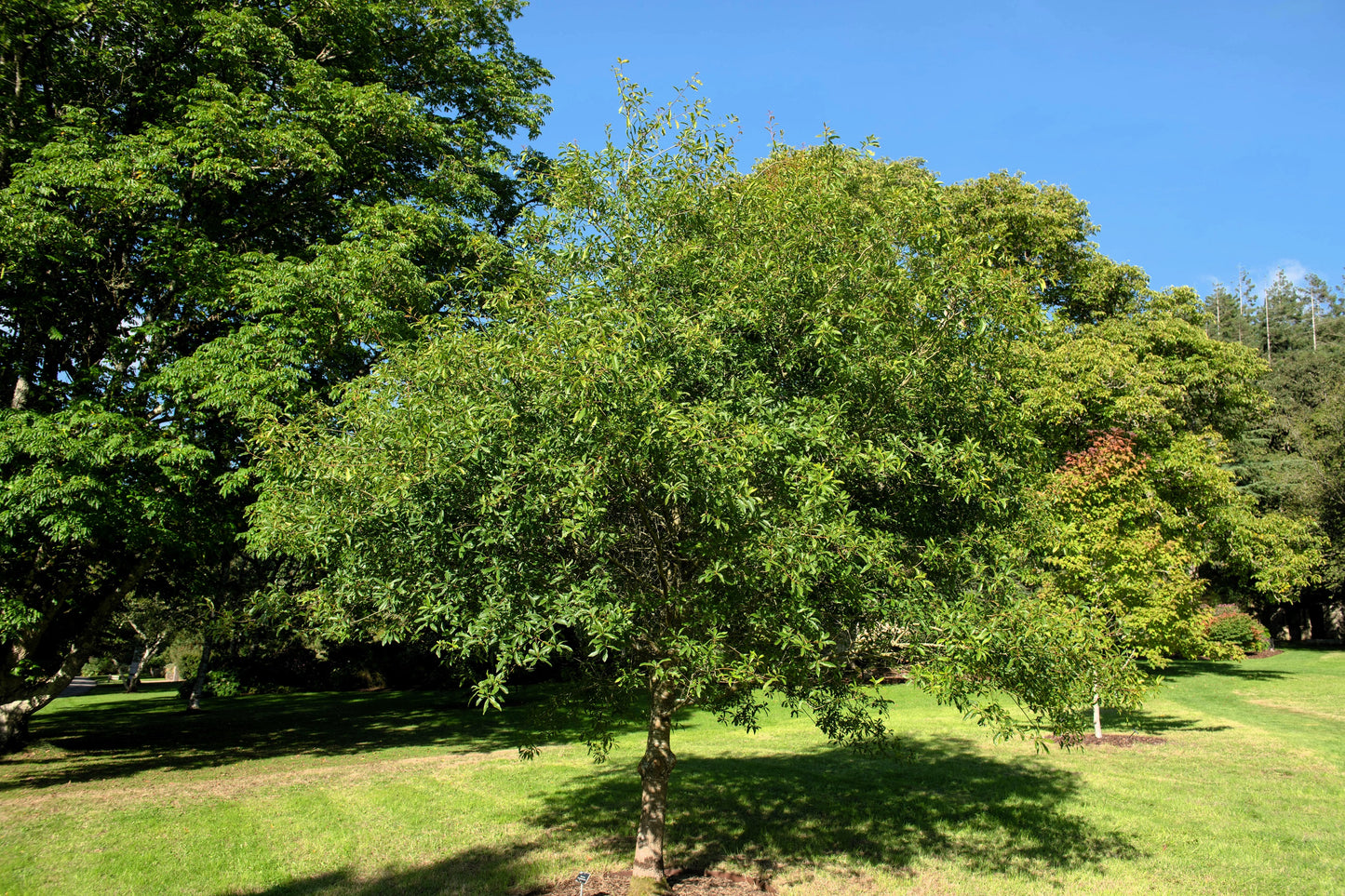 5 LAUREL OAK TREE Quercus Hemisphaerica Native aka Darlington Coastal & Sand Laurel Oak Seeds