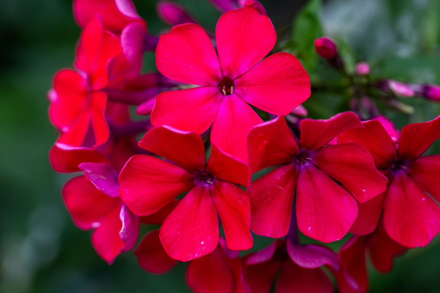 800 RED DRUMMOND PHLOX (Texas Pride) Phlox Drummondii Flower Seeds