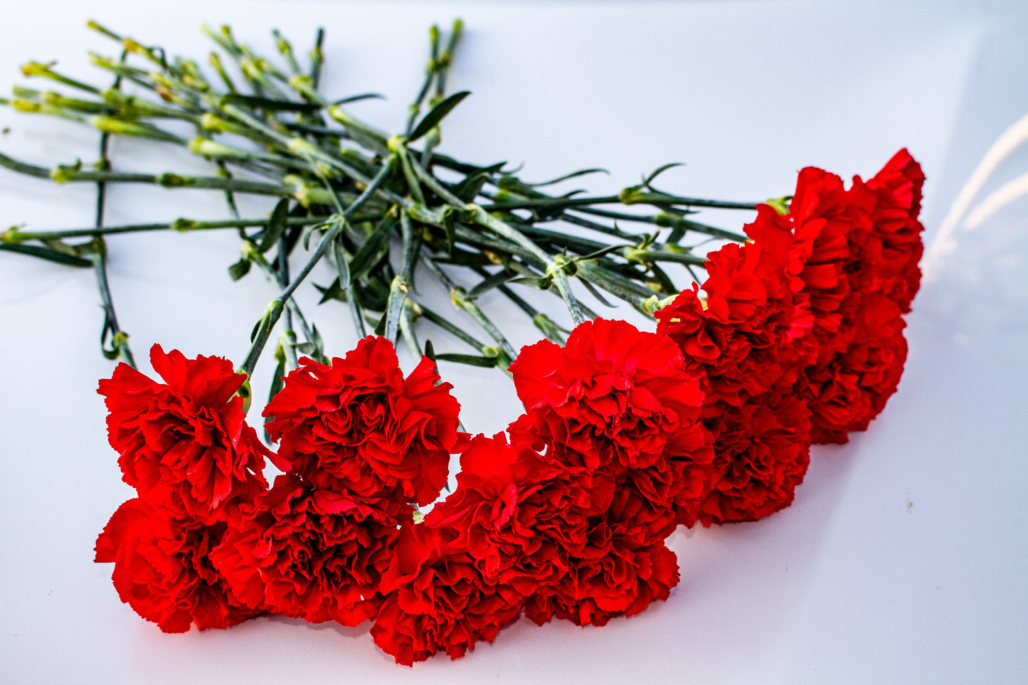 50 SCARLET RED CARNATION Dianthus Caryophyllus Grenadin Double Flower Seeds